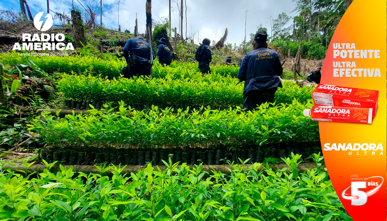 Agentes Antidrogas Y De Fuerzas Especiales Erradican Mil Arbustos De