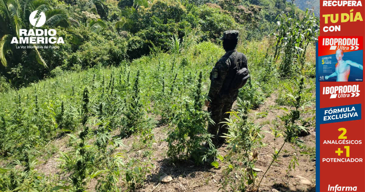 Encuentran Plantas De Marihuana En Tocoa